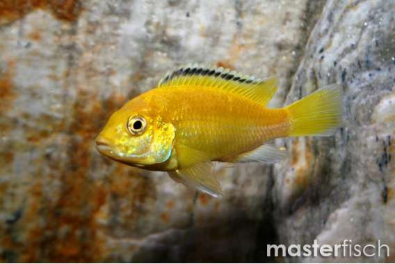 Electric Yellow Cichlid