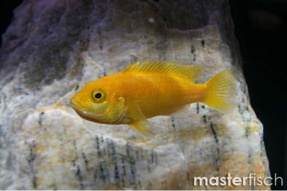 Yellow Form Electric Yellow Cichlid