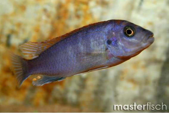 Red Top Hongi Cichlid