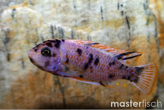Mbuna-Electric Yellow Cichlid