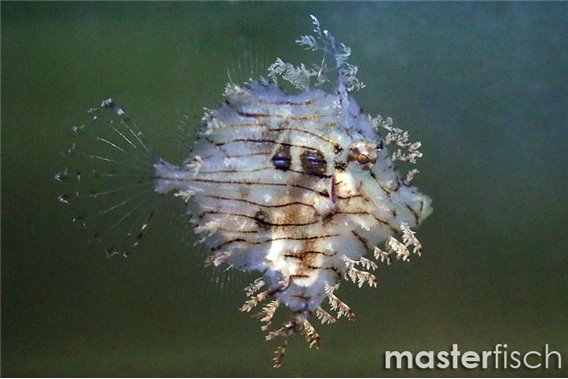 Leafy Filefish