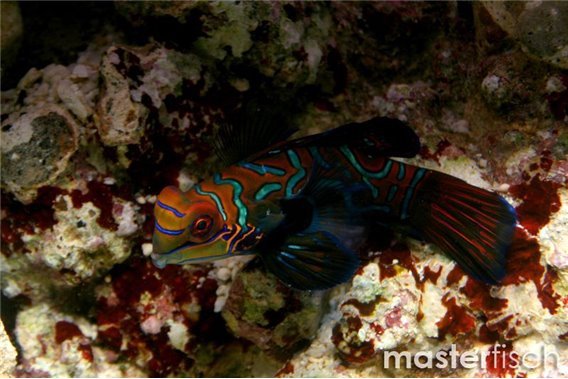 Mandarin Dragonet (bred)