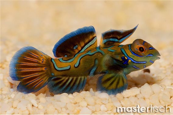 Dragonet mandarin
