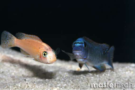 Trewavas Red-Finned Cichlid