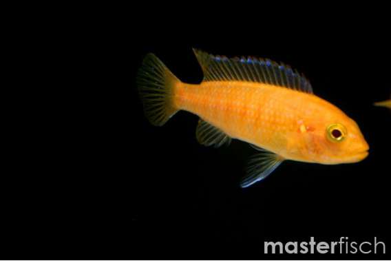 Red Zebra Cichlid
