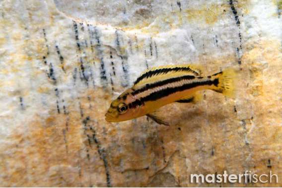 Melanochromis chipokae