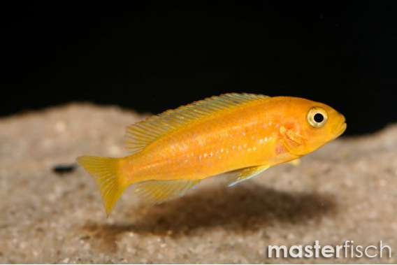 Blue Johannii Cichlid
