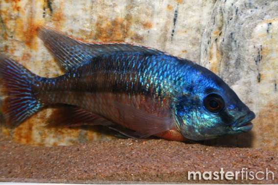 Malawi-Red Empress (Namalenje)