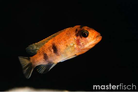 Red Zebra OB Mbuna Cichlid (Estherae)