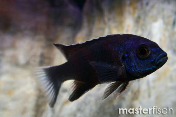 Acei Cichlid (ngara)