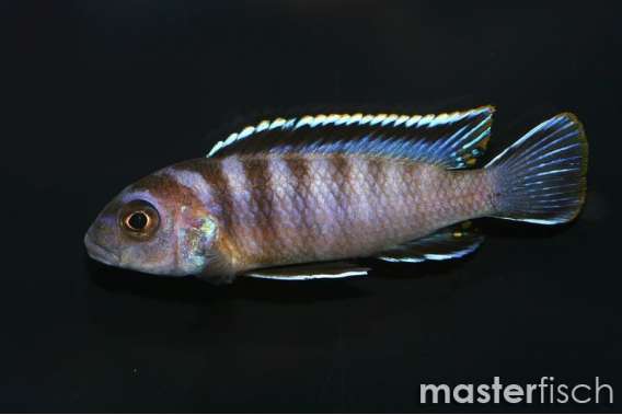 Likoma Elongatus Cichlid