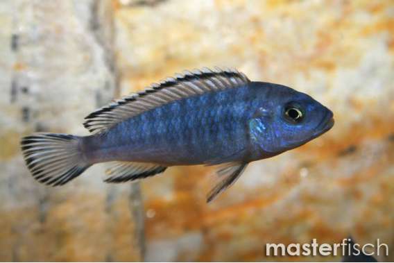 Socolofi Cichlid
