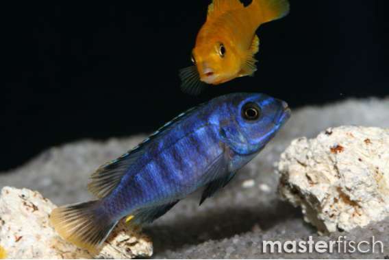 dwarf-mbuna from Lake Malawi