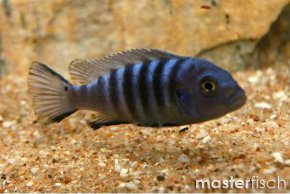 Pseudotropheus sp. kingsizei