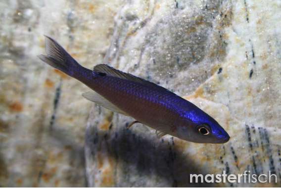Slender Cichlid (Malasa)