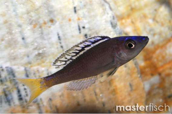 Slender Cichlid (Mpulungu)