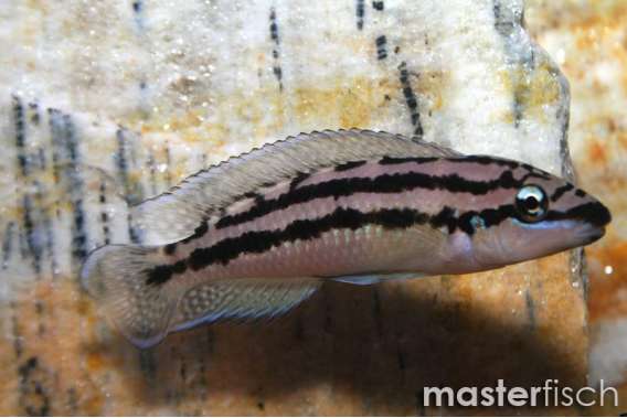 Brown Julie Cichlid