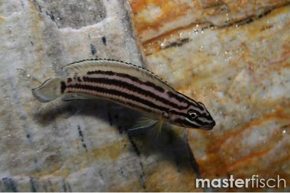Striped Julie Cichlid