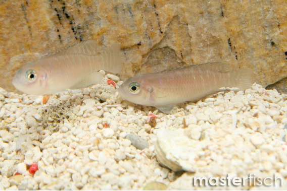 Lamprologus brevis
