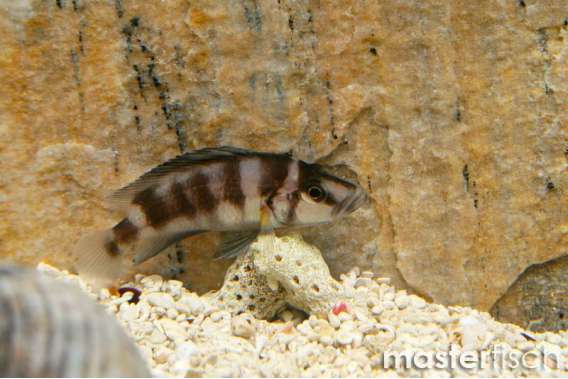 shellfish Compressed Cichlid
