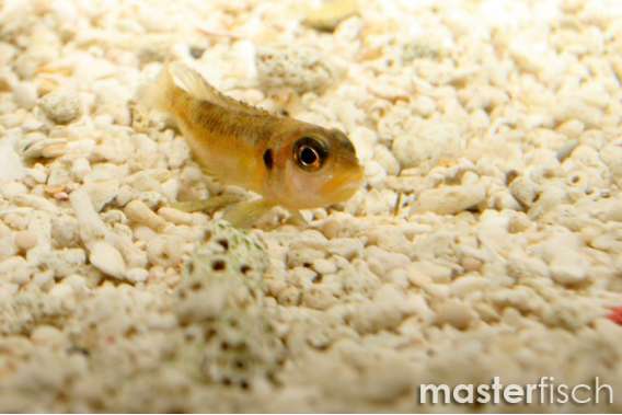 Golden Tiny Titan of Lake Tanganyika