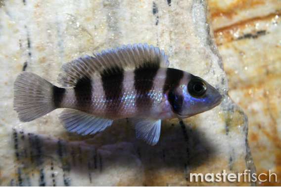 Five-barred Lamprologus