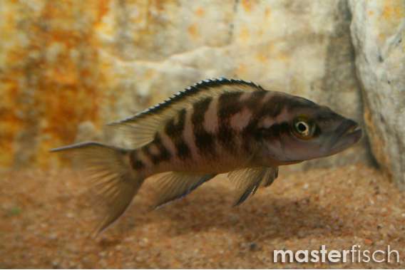 Neolamprologus buescheri