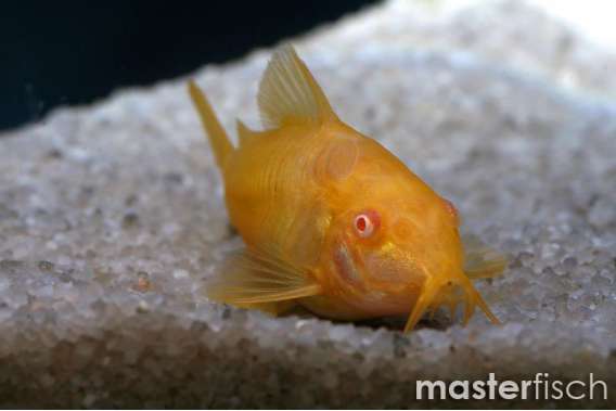 Golden Albino Corydoras