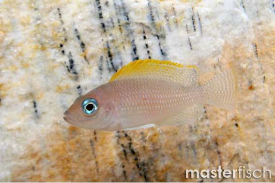 Neolamprologus caudopunctatus