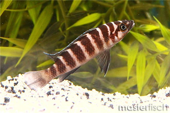Neolamprologus cylindricus