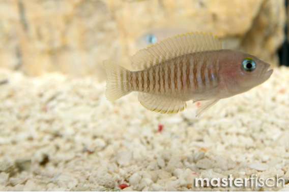 Neolamprologus multifasciatus