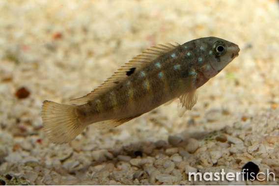 Tanganicodus irsacae