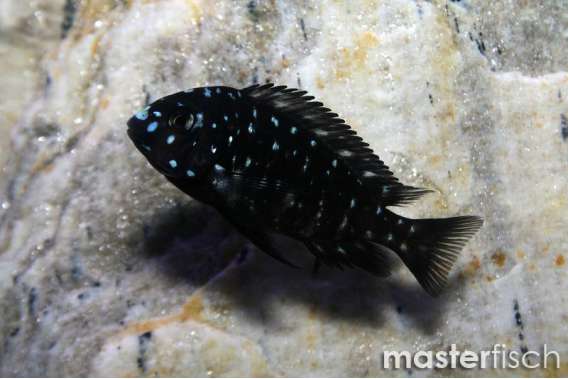 Duboisi Tropheus Moorii Cichlid