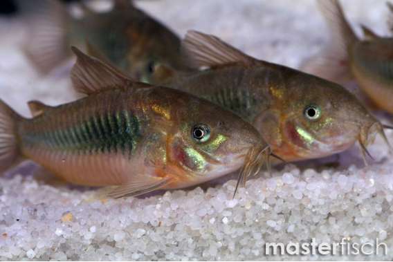Bronze corydoras