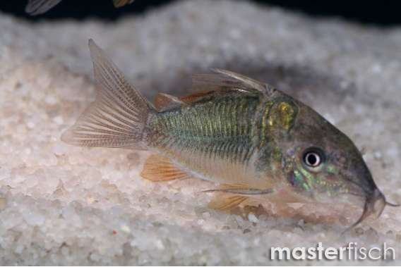 Green Corydoras