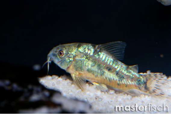 Peppered Corydoras