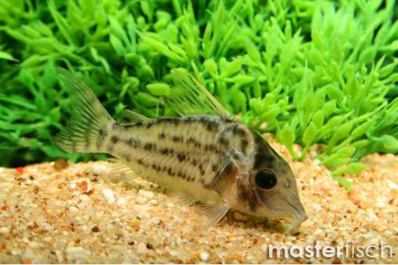 Spotted Corydoras