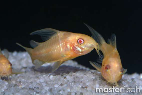 Golden Peppered Corydoras