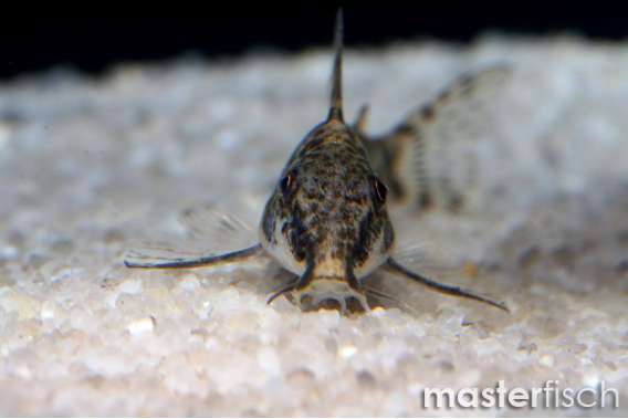 Banded corydoras (Scleromystax barbatus)