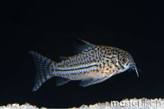 Leopard Corydoras (European bred)