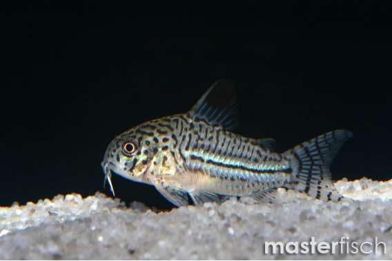 Leopard Corydoras