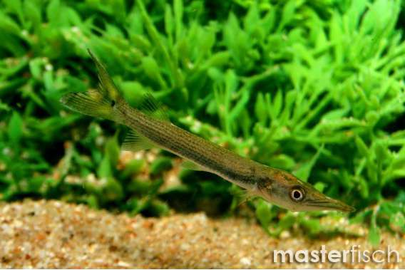 Hujeta Gar Fish
