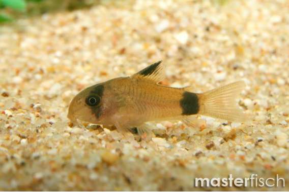 Panda Corydoras