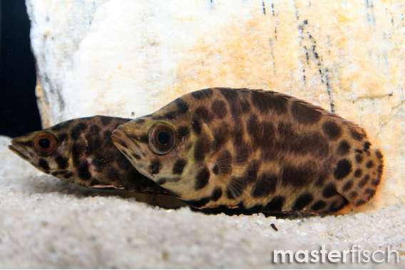 Spotted Gourami (Leopard Ctenopoma)