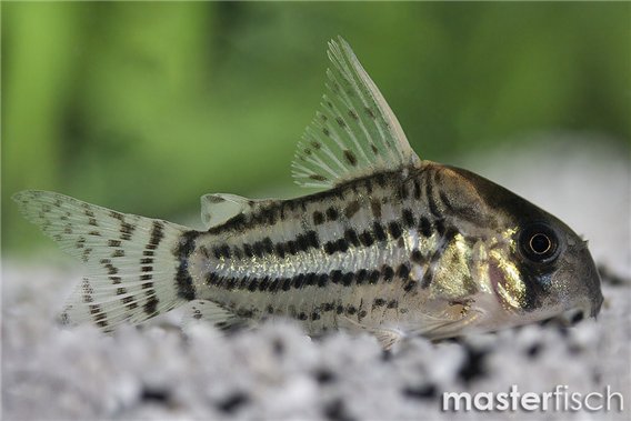 Schwartz's Corydoras