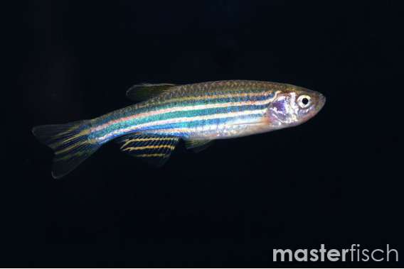 Zebra Danio