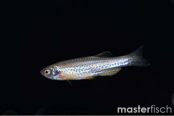 Leopard Danio