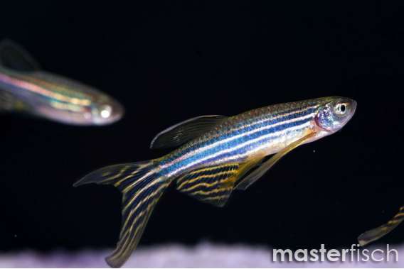 Long Fin Golden Zebra Danio