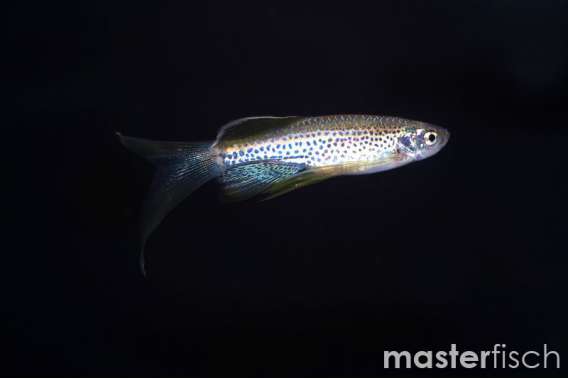 Long Fin Leopard Danio