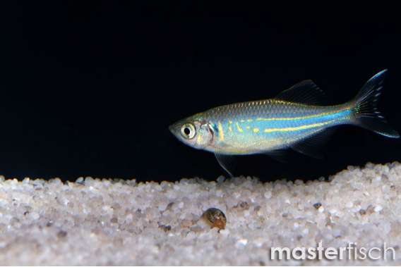 Malabar danio
